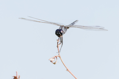 Urothemis edwardsii