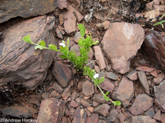Justicia anagalloides
