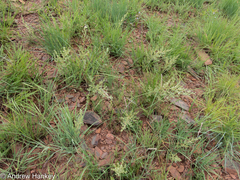 Diospyros lycioides nitens