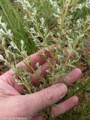 Diospyros lycioides nitens