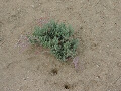 Limoniastrum monopetalum