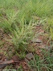 Diospyros lycioides nitens