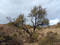 Prunus amygdalus