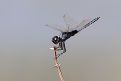 Urothemis edwardsii