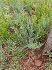 Senecio latifolius