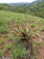 Aloe marlothii