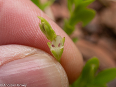 Justicia anagalloides