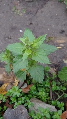 Chenopodiastrum murale