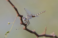 Urothemis edwardsii