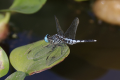 Acisoma attenboroughi