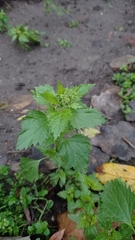 Chenopodiastrum murale