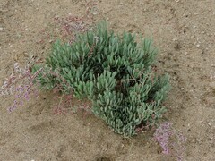 Limoniastrum monopetalum