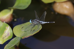 Acisoma attenboroughi