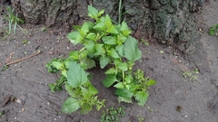 Chenopodiastrum murale