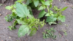 Chenopodiastrum murale