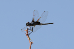 Urothemis edwardsii