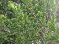 Polygala myrtifolia