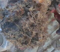 Amathia verticillata