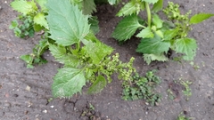 Chenopodiastrum murale