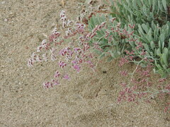 Limoniastrum monopetalum