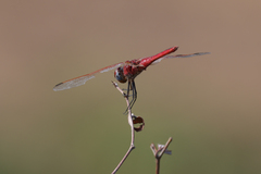 Urothemis assignata