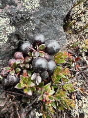 Ericaceae