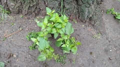Chenopodiastrum murale