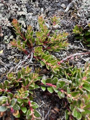 Ericaceae