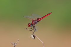 Urothemis assignata