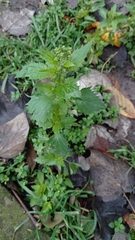 Chenopodiastrum murale