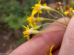 Senecio latifolius