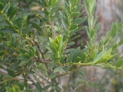 Polygala myrtifolia