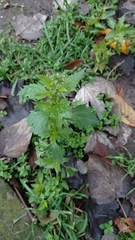 Chenopodiastrum murale