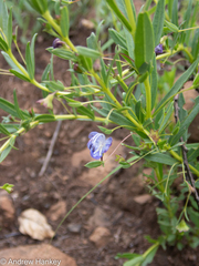 Rotheca hirsuta
