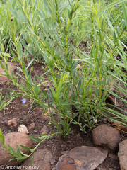Rotheca hirsuta