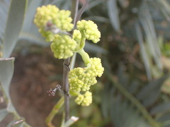 Crassula cultrata