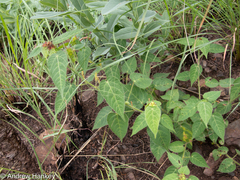 Acalypha villicaulis