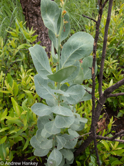 Gymnosporia glaucophylla