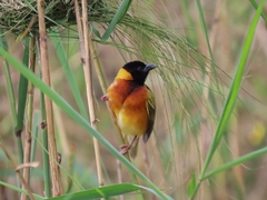 Ploceus melanocephalus