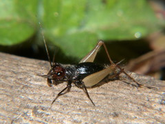 Trigonidium erythrocephalum