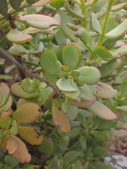 Crassula cultrata