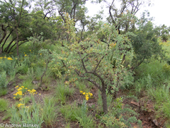 Gymnosporia glaucophylla