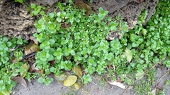 Stellaria media