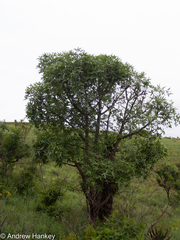 Cussonia natalensis