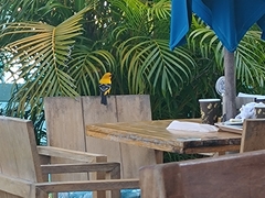 Icterus nigrogularis