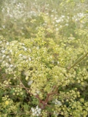 Peucedanum alsaticum