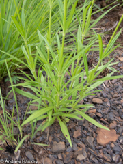 Kohautia amatymbica