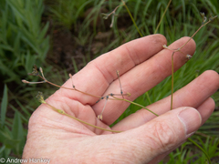 Kohautia amatymbica