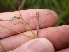 Kohautia amatymbica