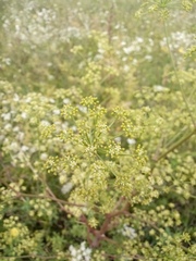 Peucedanum alsaticum